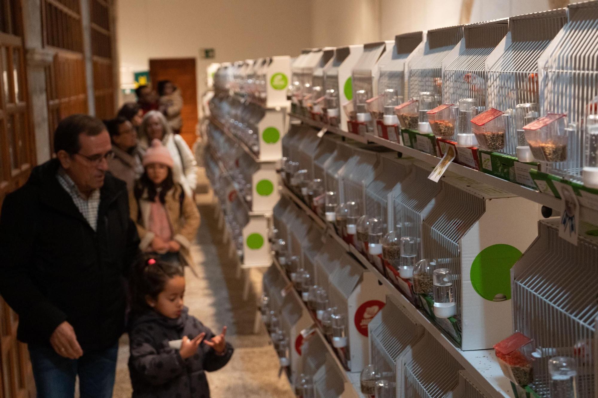 Pajaritos a gogó: más de 500 aves se exhiben en el concurso ornitológico de Zamora