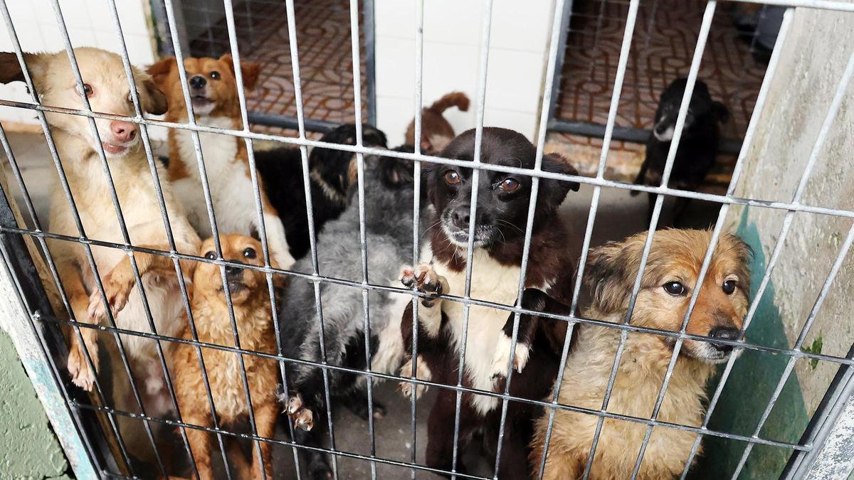 Perros abandonados en un refugio de animales.