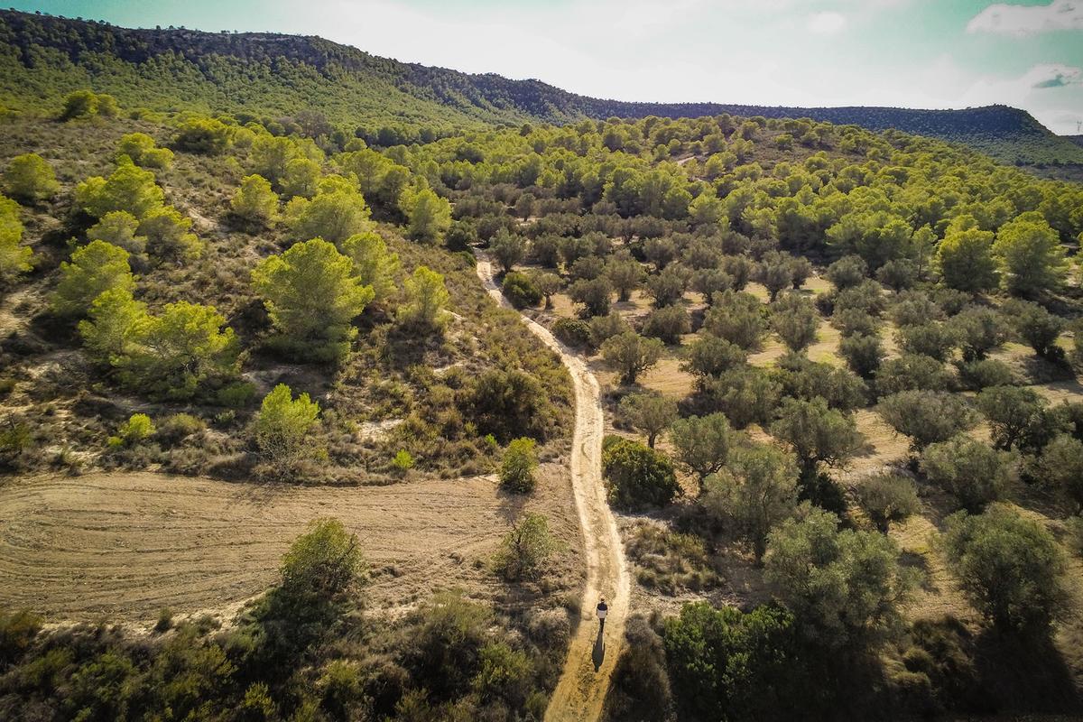 Panorámica desde el aire de pinares en la umbría de Sierra Escalona