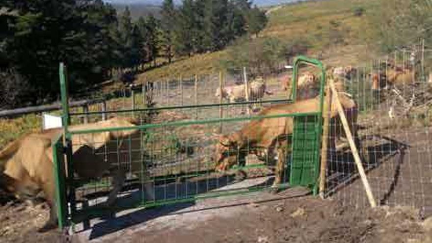 Cerramiento propuesto por los estudiosos para el ganado vacuno que pasta en las sierras.