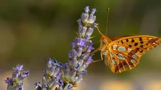 ¿Qué pasaría en la Tierra sin mariposas y otros polinizadores?