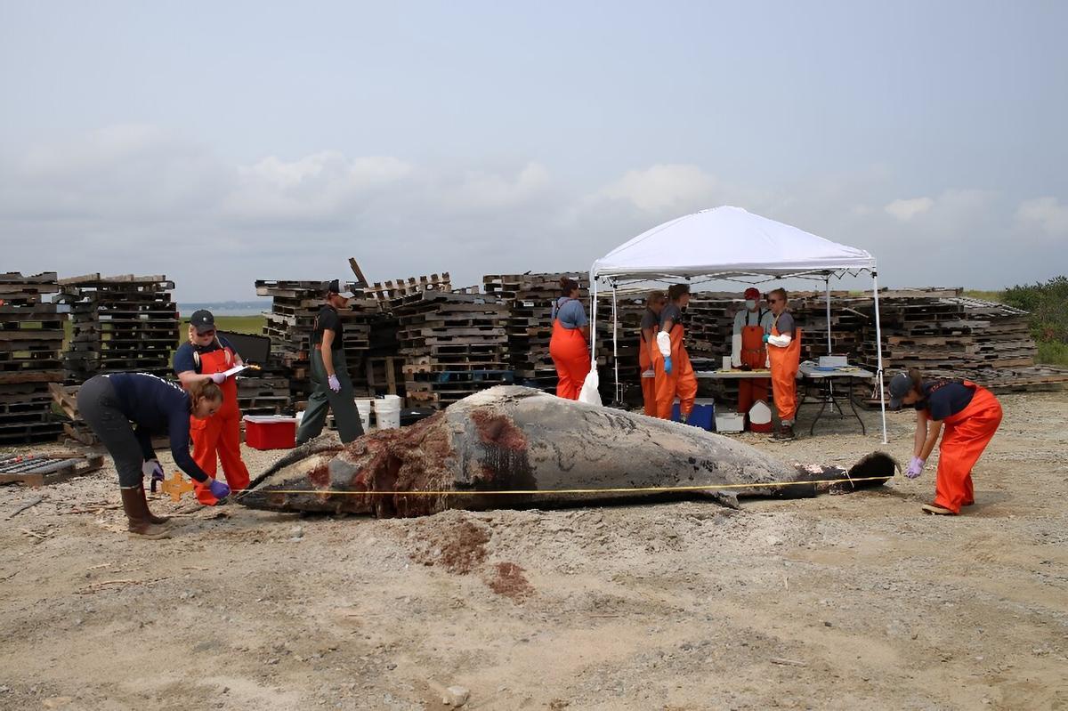 Un equipo de rescate mide una ballena minke muerta en 2023 en Nueva Jersey.