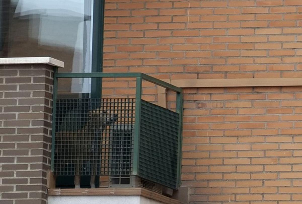 El gos Excalibur, al balcó del domicili de Teresa Romero i Javier Limón a Alcorcón. El gos Excalibur, al balcó del domicili de Teresa Romero i Javier Limón a Alcorcón.