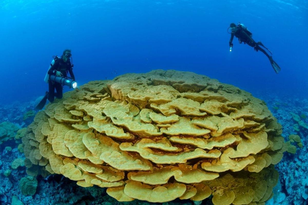 Dos ecologistas estudian un antiguo coral de lóbulo en el Arrecife Kingman, que se encuentra a medio camino entre Hawai y Samoa Americana en el Océano Pacífico.