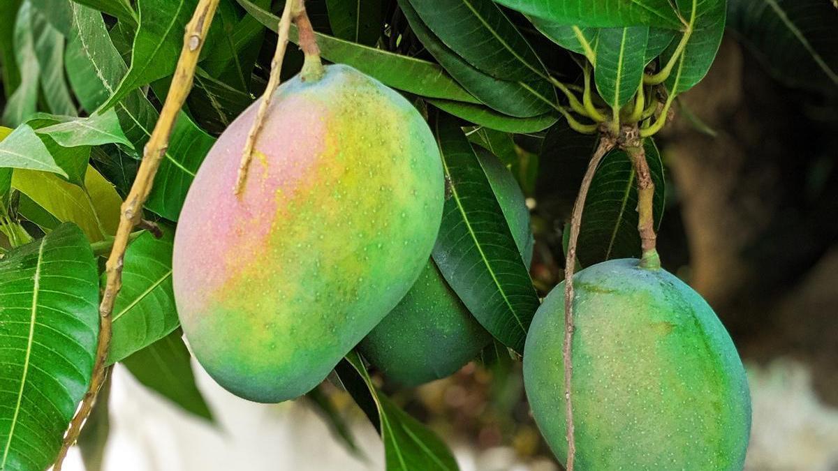 Cómo plantar un mango en una maceta