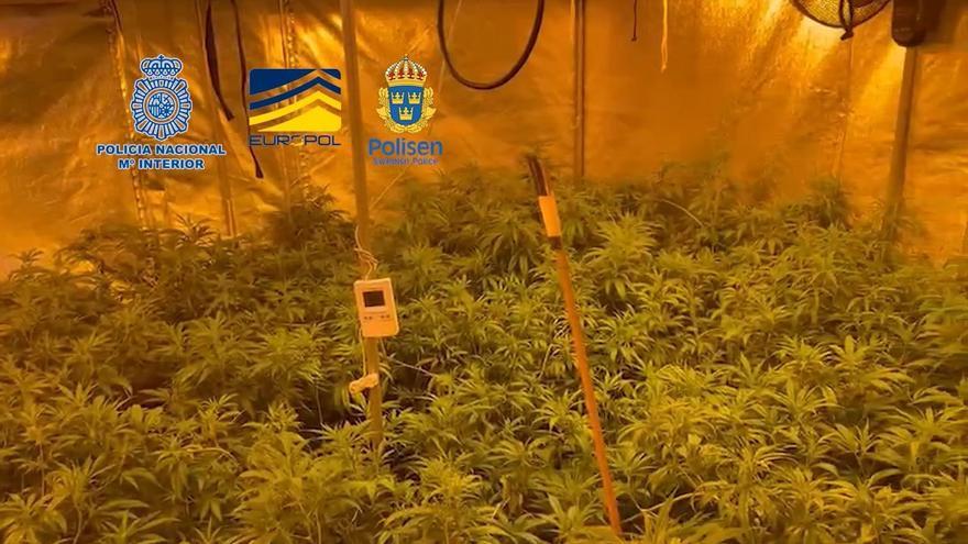 Plantación de marihuana incautada en Alicante por la Policía Nacional