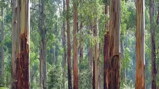 La tala de árboles invasores, el plan de choque de Sudáfrica para combatir la crisis climática