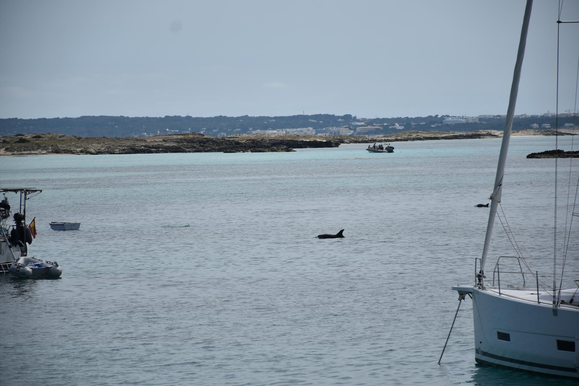 Delfines en  s'Espalmador