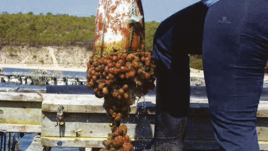 Uno de los hallazgos de la presencia de la &quot;Styela plicata&quot; en Portugal. // IPMA