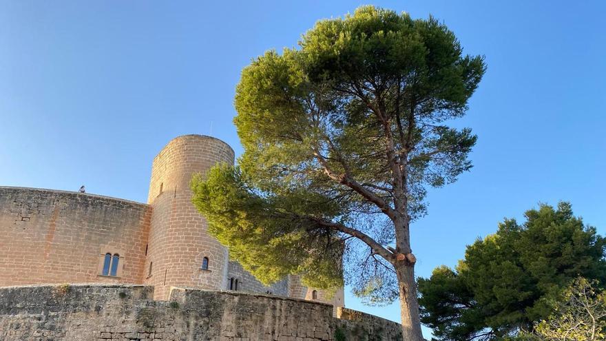 Talan el primero de los cuatro pinos monumentales del Castillo de Bellver que ocultan las vistas de la fortificación