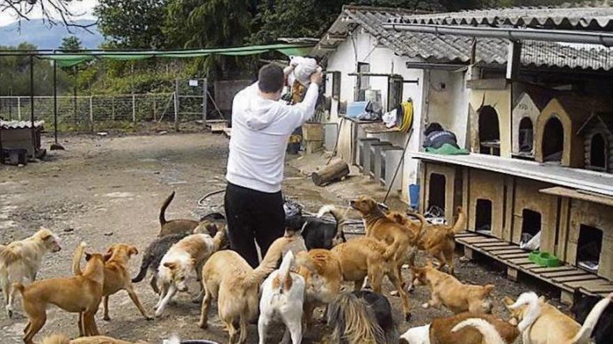 Endeudada por salvar perros y gatos