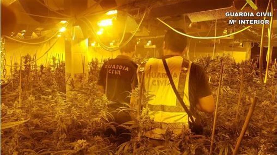 Abortados nueve grandes cultivos de marihuana