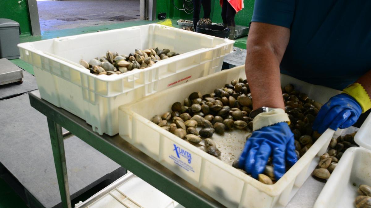 Marisco en sus cajas en una lonja gallega