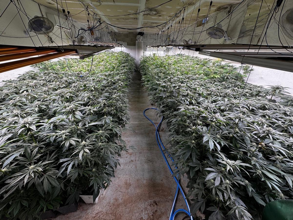 La nave agrícola descubierta en Lloret, atestada de plantas de marihuana.