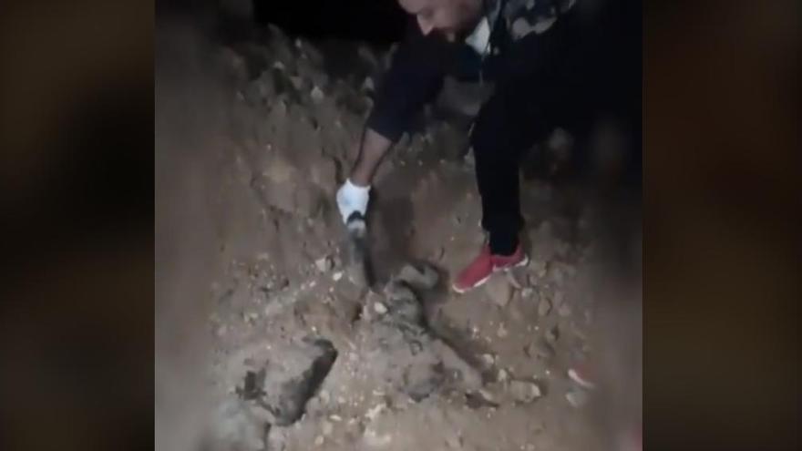 Hallan cuatro perros muertos con signos de maltrato y sogas al cuello en Murcia