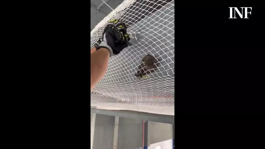 Así quedan atrapados los vencejos protegidos que anidan en los hangares del parque de bomberos de Torrevieja y algunos son liberados por los propios bomberos