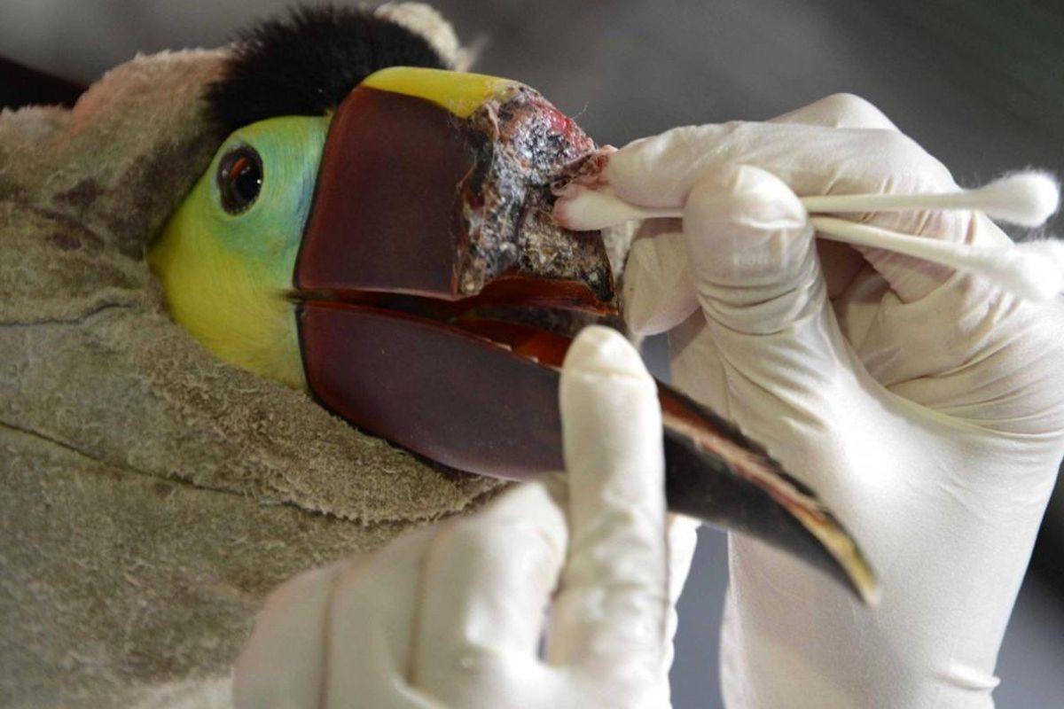 Toucan Grecia being healed. Toucan Grecia being healed.