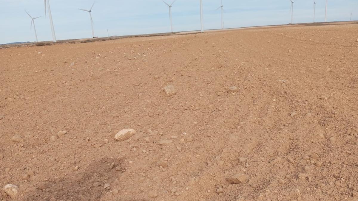 Un campo sembrado de cereal de invierno en Belchite, que sufre una prolongada sequía.