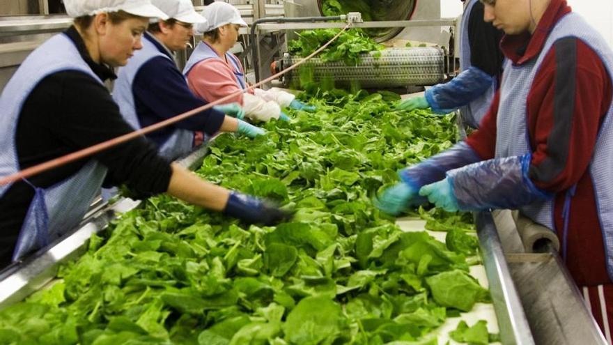 Varias empleadas trabajan en un almacén de envasado de verduras.