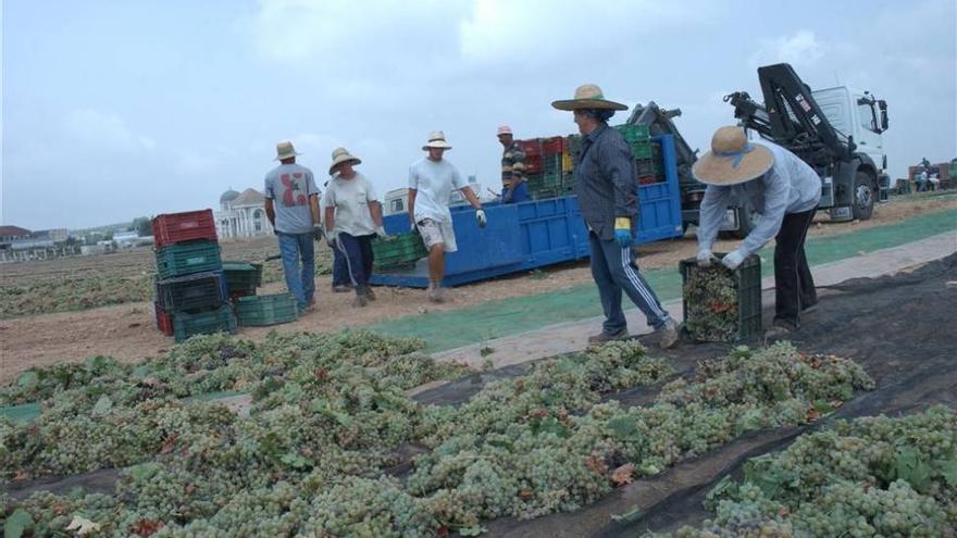 Montilla-Moriles aumentará la producción de vino dulce