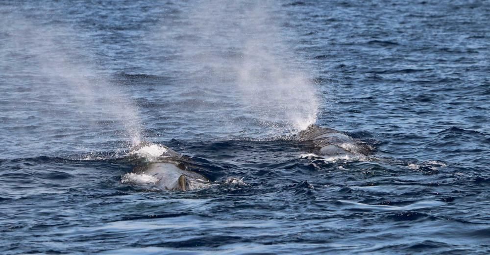 Los cachalotes 'mallorquines'