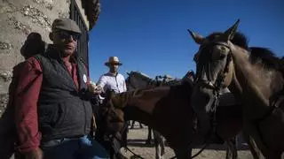 Los jinetes de Casar de Cáceres mantienen viva la tradición de guiar a los bueyes