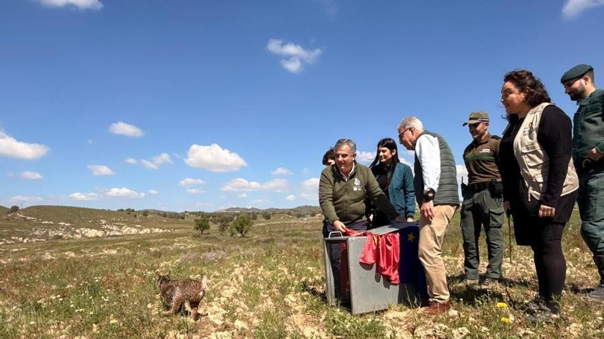 Wonders, el lince que burló la muerte en Extremadura y ahora da vida en Lorca