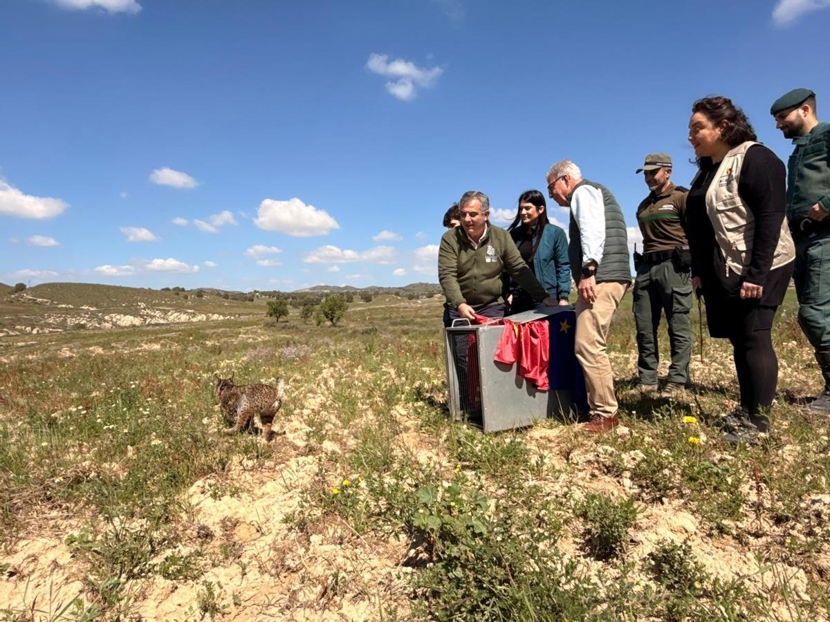 Liberación del lince Wonders en las Tierras Altas de Lorca