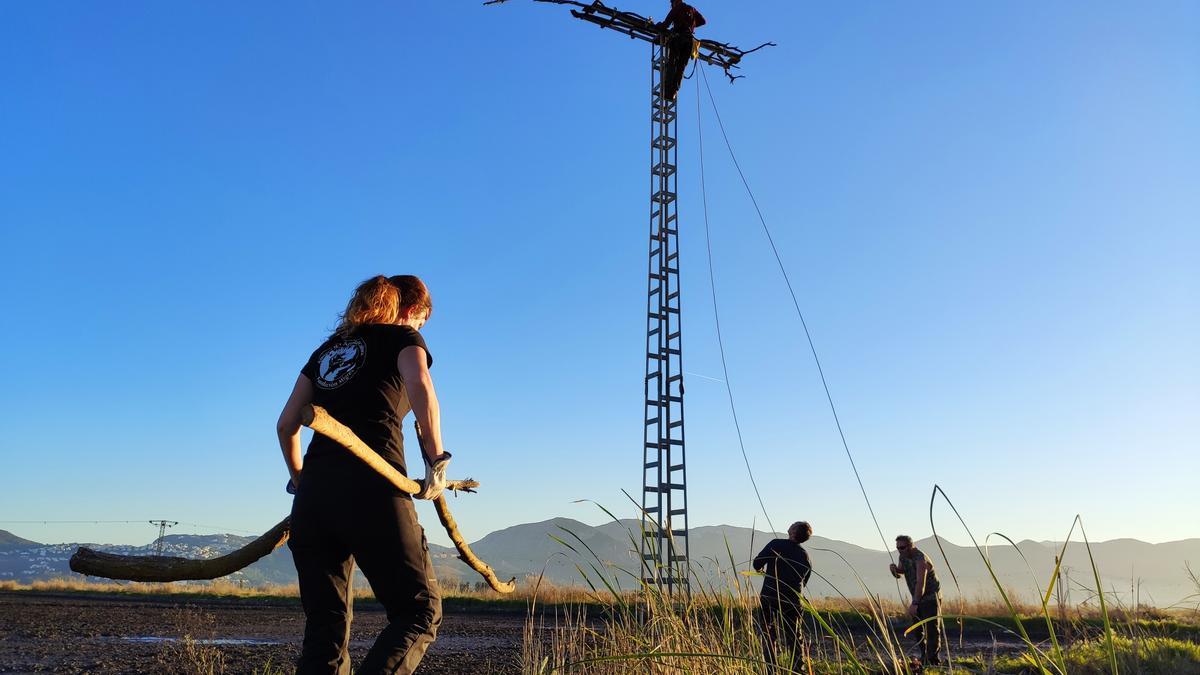 Los trabajos para crear nidos para las águilas pescadoras y las aves rapaces