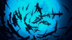 Fotografía facilitada por WWF (Jeff Rotman) de la silueta de unos tiburones de arrecife de punta blanca (Triaenodon abesus) en la Isla del Coco, Costa Rica, Océano Pacífico. EFE