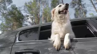 La multa que te juegas en Zamora si tu perro orina en plena calle... y no lo limpias