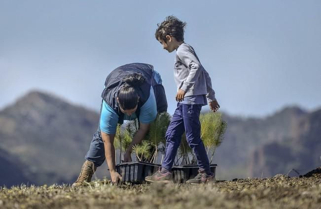 REFORESTACIÓN LIFE+ PINZÓN AZUL