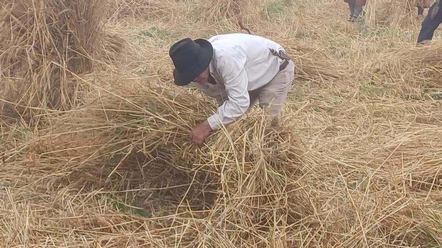 El relevo generacional, el principal desafío para la supervivencia de la agricultura tradicional en Canarias