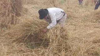 El honor de un ritual ancestral: la siega del cereal en el norte de Tenerife que se transmite a hijos y nietos
