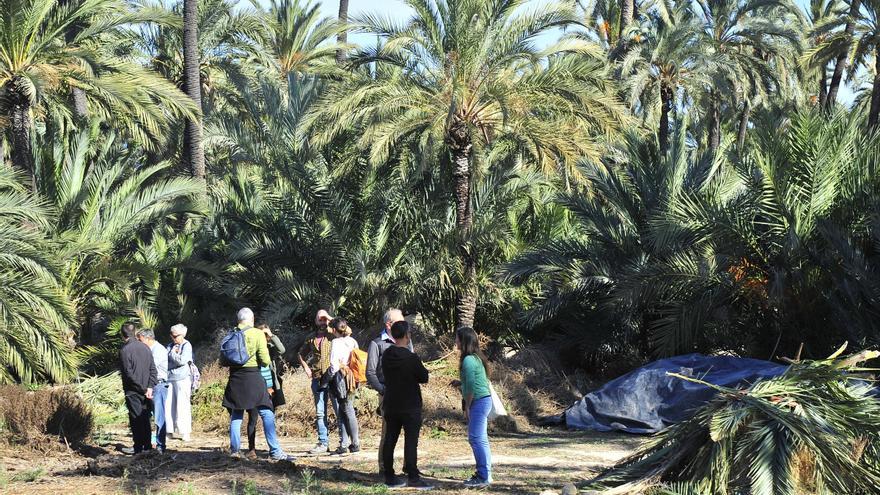 ¿Por qué no se cumple la Ley del Palmeral?