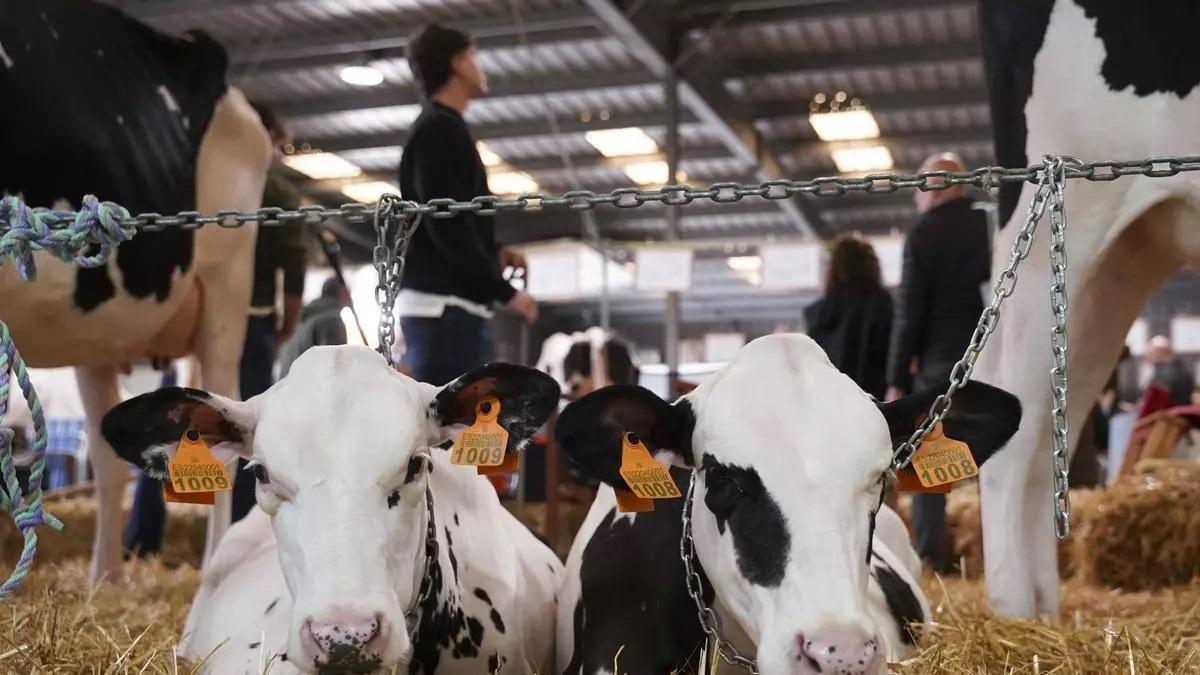Vacas frisonas en Galicia