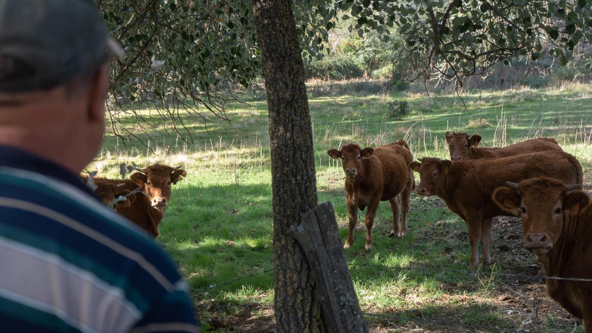 Explotación de ganado vacuno en la provincia de Zamora