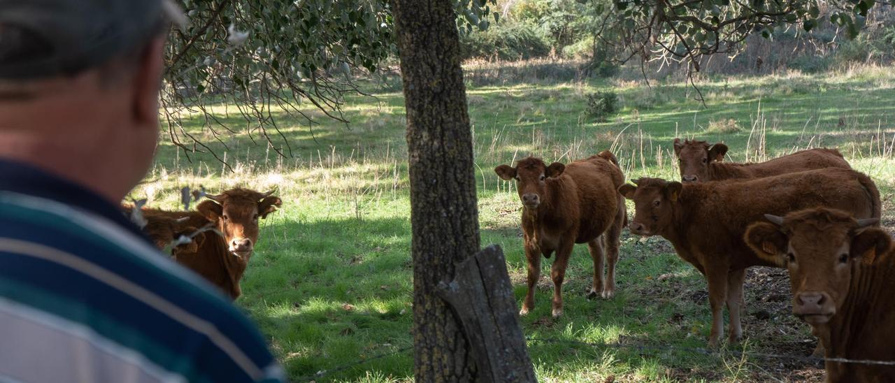 Explotación afectada por la EHE en la provincia de Zamora