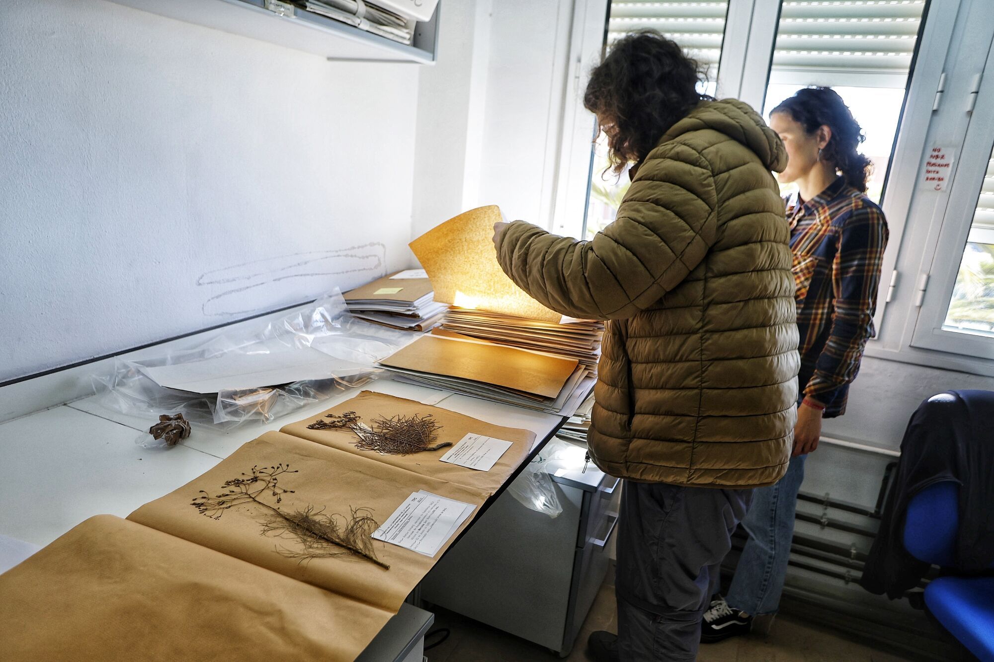 Investigación sobre  plantas extintas en la Macaronesia