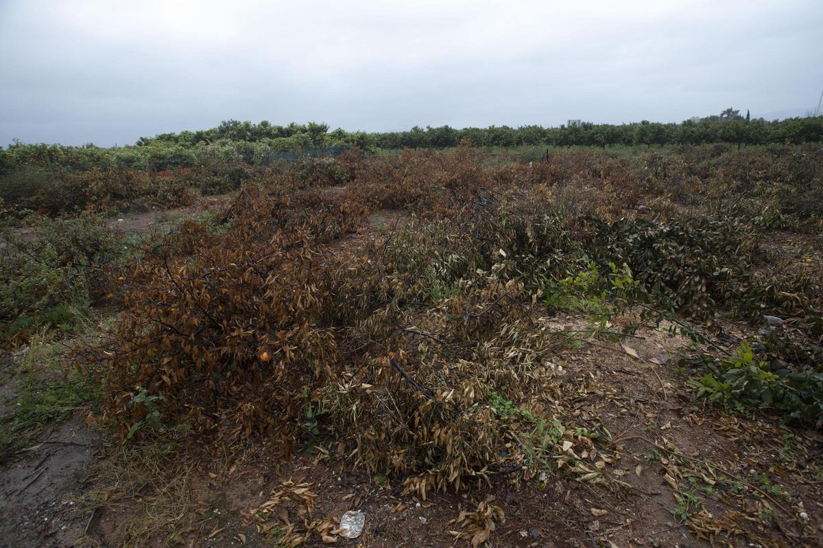 Campos de naranjas abandonados en Canet d’En Berenguer.