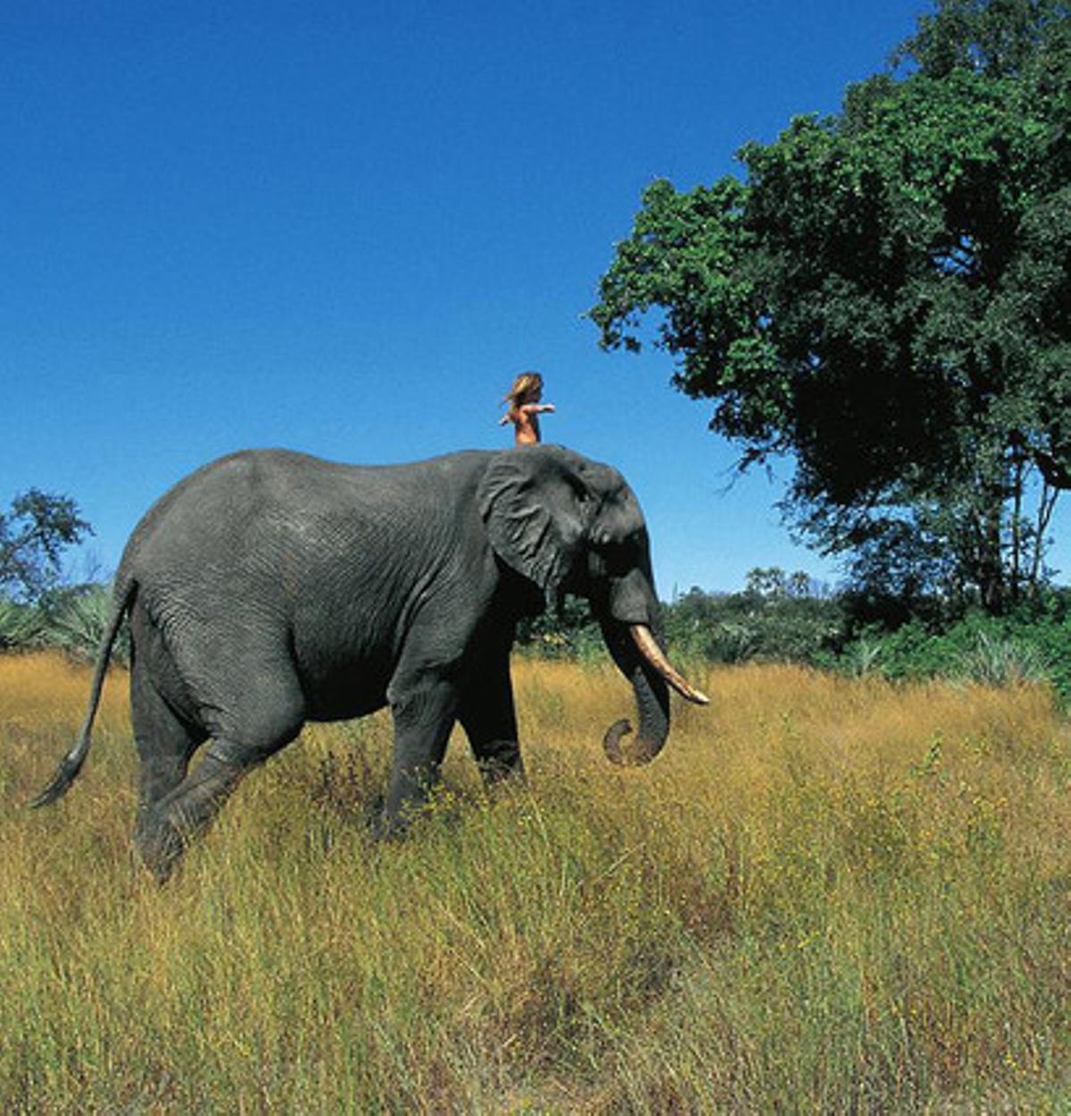 Tippi, al damunt d’un elefant.