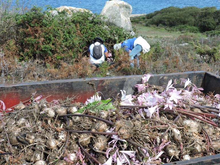 Así luchan los voluntarios de Abanca contra la basura marina y las plantas invasoras en la isla de Sálvora.