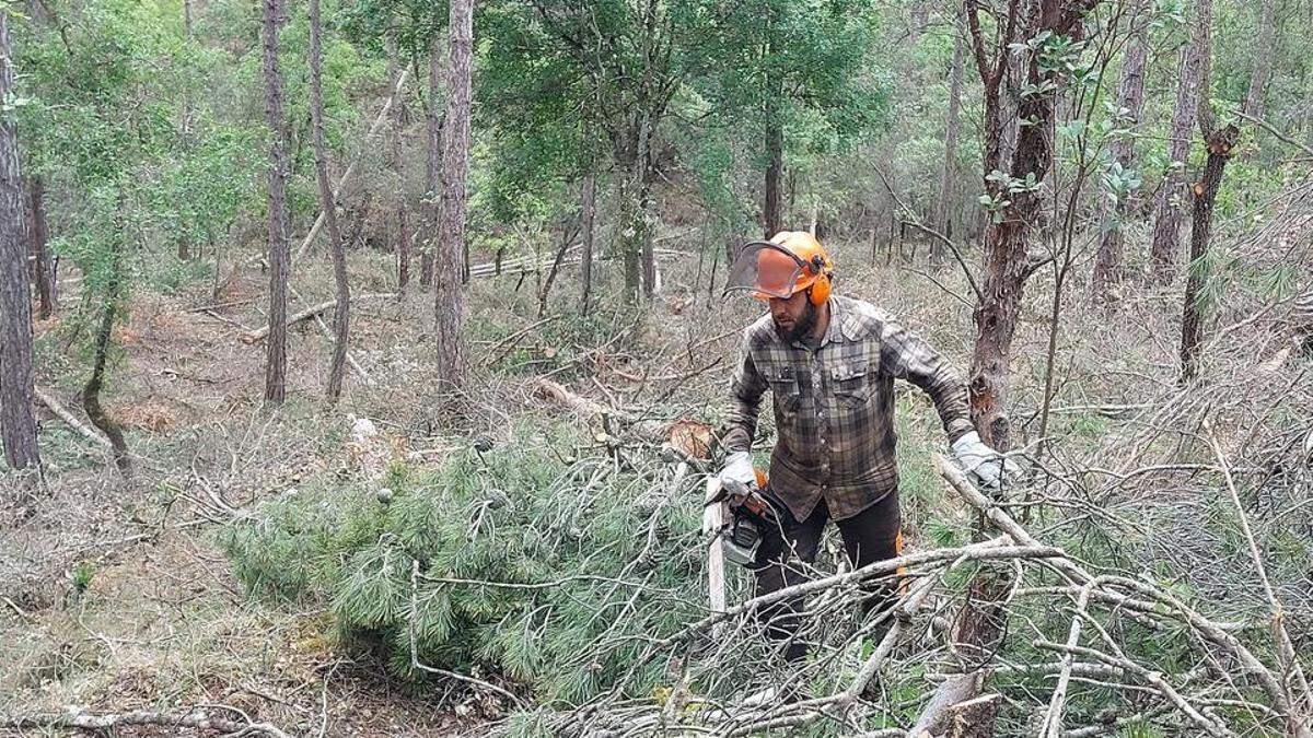 Neteja del bosc abans de l'arribada de l'estiu i la calor