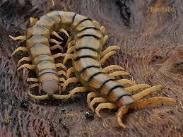 Un tipo de faneca brava dispone de un veneno similar a la víbora - La escolopendra, el escorpión nocturno, algunas arañas y el avispón, entre las picaduras más peligrosas.