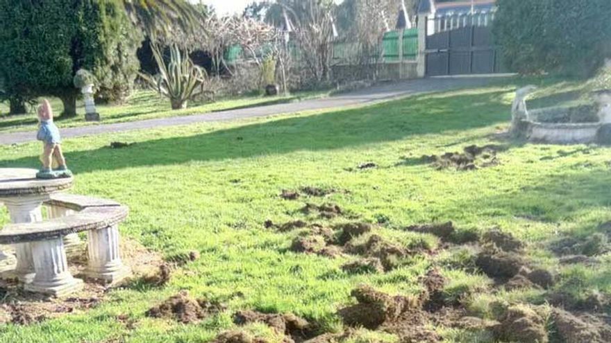 Vista de los destrozos de los jabalíes en el jardín de una casa.