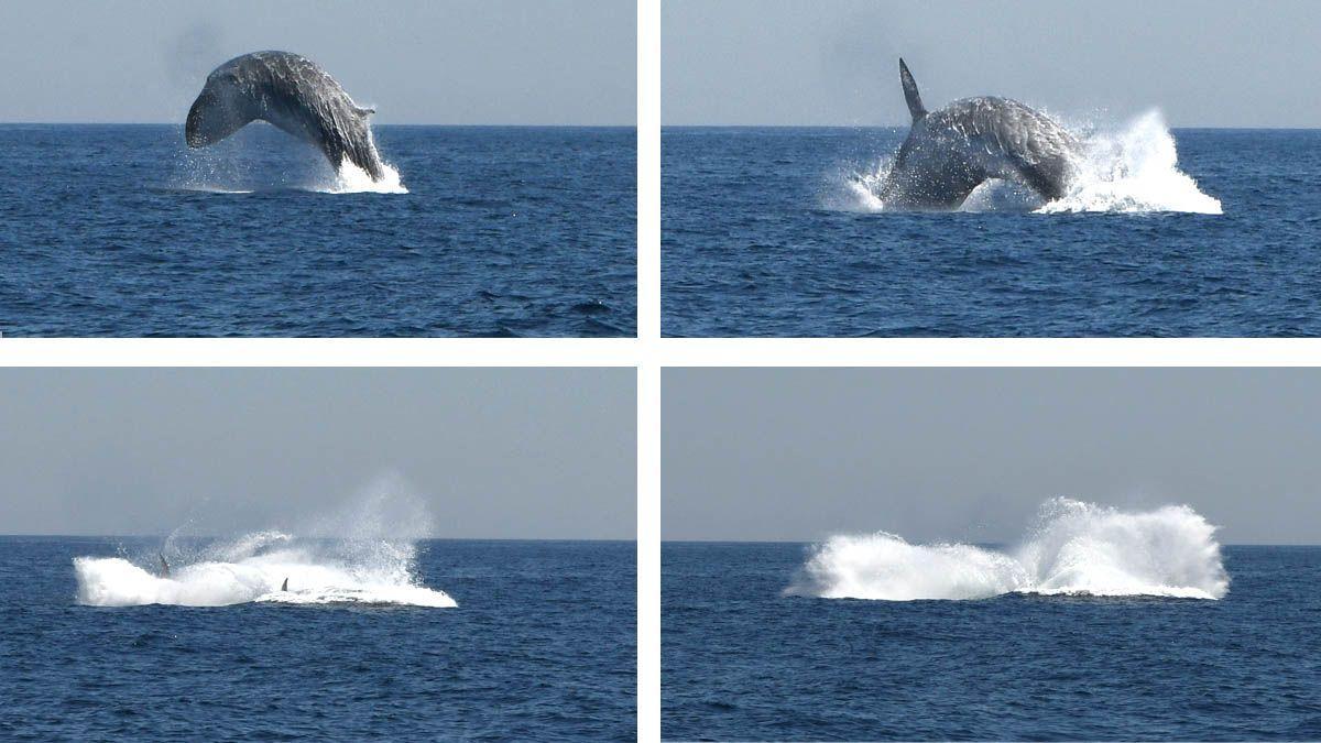 El salt de la balena fotografiat davant del litoral de Barcelona