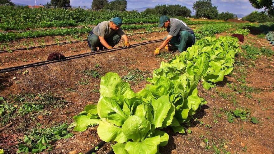 El cultivo biointensivo se llevarÃ¡ a cabo con criterios de agricultura ecolÃ³gica.