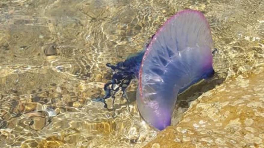 Prohíben el baño en las playas de Calp al hallar en la arena una medusa carabela portuguesa