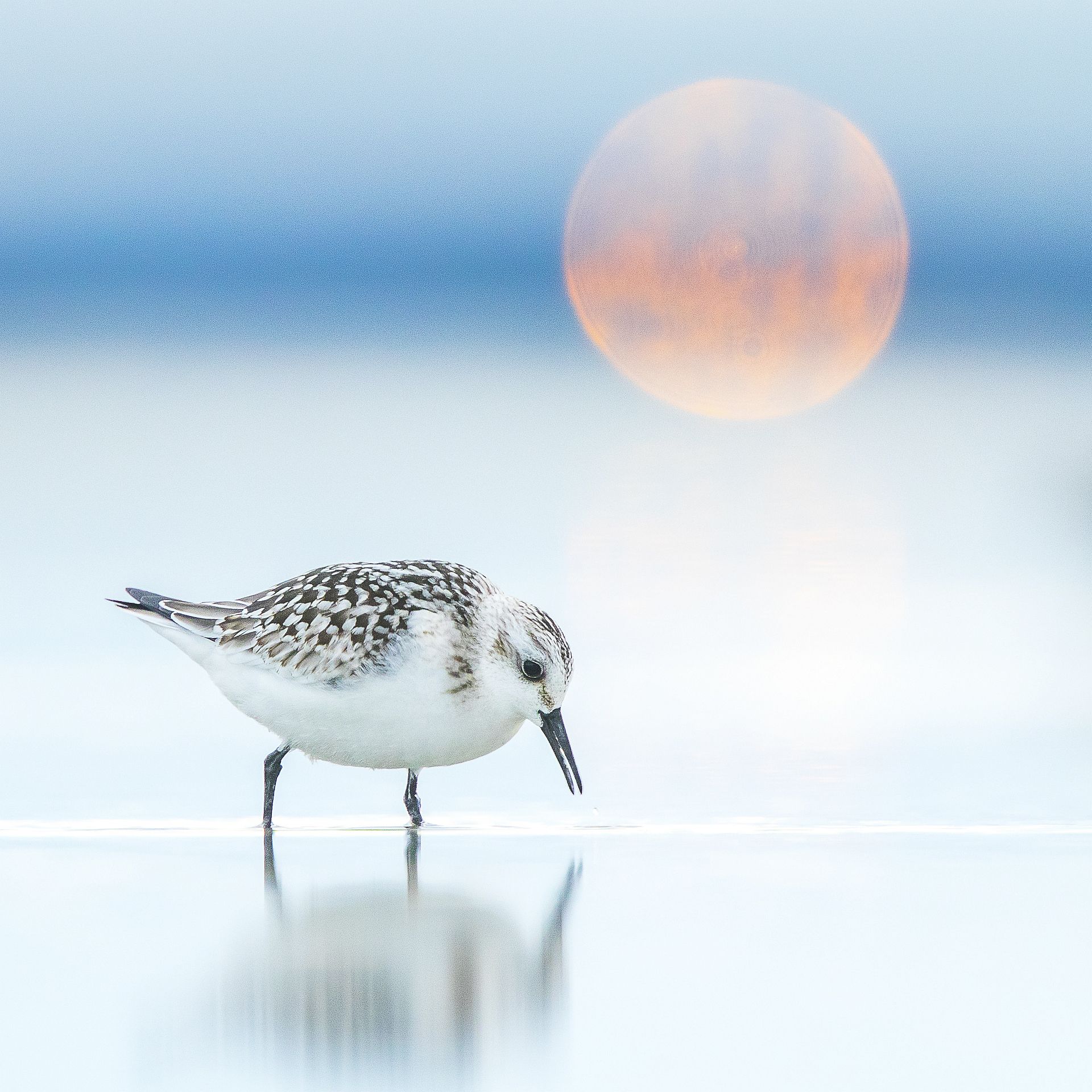 SANDERLING - Tamás Koncz-Bisztricz (Hungría) - Mención de Honor: Concursante Novel (menores de 19 años de edad)