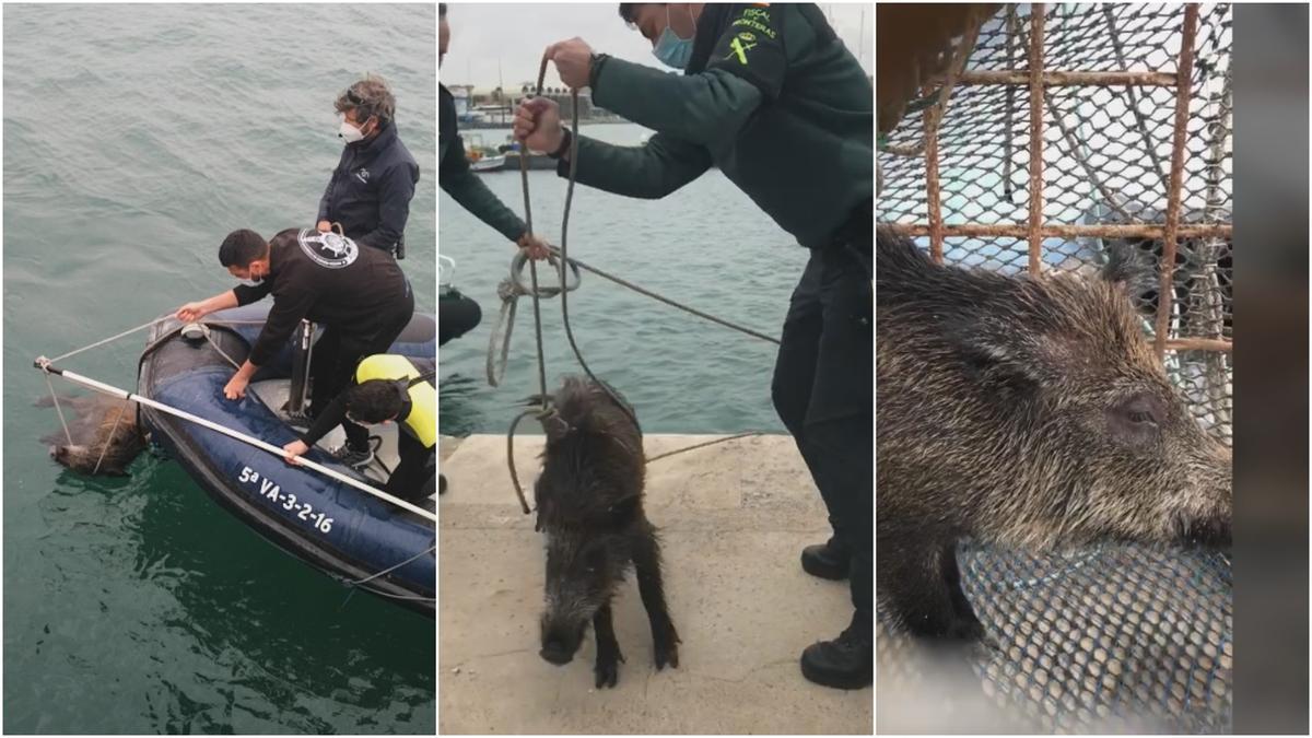 La Guardia Civil rescata a un jabalí en la Marina de València